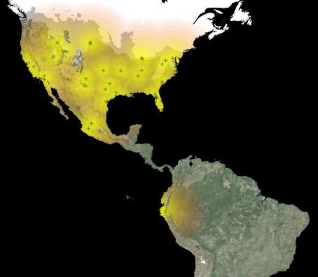 1distributionsfatalis__