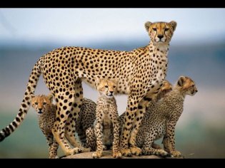 immagini-natura-animali-piu-belle-ultimi-dieci-anni-30